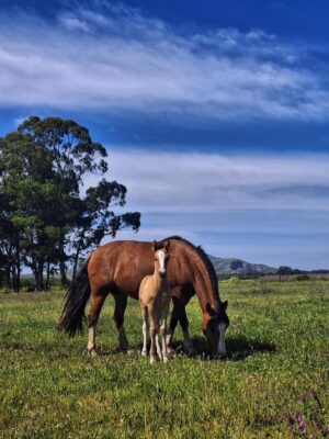 Escapada Express a Tandil