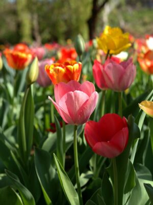Campo de Tulipanes, Trevelin & Comarca Andina